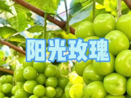 #葡萄种植技术 #葡萄种植技巧 阳光玫瑰疏果口诀