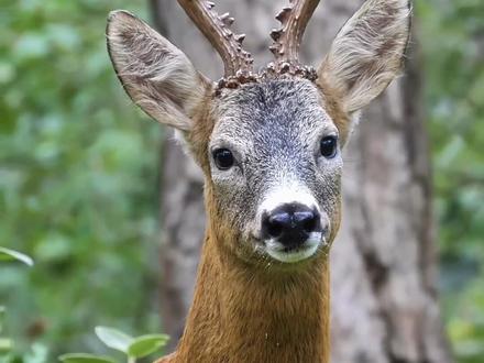 带你认识20种动物的叫声,最后一个肯定没人喜欢听#野生动物零距离 #动物科普 #动物冷知识