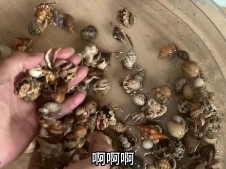 被#寄居蟹 硬控十分钟,第一次夹手呜呜呜#宠物#开箱视频