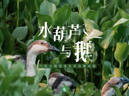 水葫芦与鹅 | 鹅鹅上岗 守护生态 嘎! 【5分钟 50支 50万|自然映画共创基金扶持计划】
作品上线||No.01 陶兴《水葫芦与鹅》
#自然映画共创基金扶持计划 首支影片重磅上线,我们把镜头交给五源河生态塘的一群“生态卫士鹅”:它们嘎嘎入场,专啃入侵植物“水葫芦”,用“干饭”这件小事,参与一场真实的湿地保卫战。
在鹅鹅们取得一定成果,“吃”出一片水面后,另一种入侵植物“大薸”又迅速将其占领(鹅:你太难吃了,俺不中嘞!)。生态治理从来不是一劳永逸,而是在不断变化的自然里持续探索……
本片由“自然映画”出品,项目由@SEE基金会自贸岛生态环保项目管委会支持,海口畓榃湿地研究所、海口陈创林养殖专业合作社共同参与,导演陶兴制作、剪辑。
鹅鹅上岗,守护生态。嘎嘎! #湿地 #水葫芦 #自然 #纪录片
