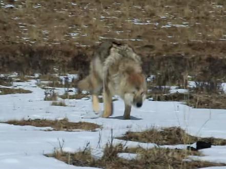 杀我别用母子刀,狼妈李微漪写信官宣,狼王格林离世享年16岁,而它用一生兑现了对妈妈的承诺,那句“不咬妈妈”刻进了一辈子里!#格林 #李微漪 #人物故事 #重返狼群 #万物皆有灵性