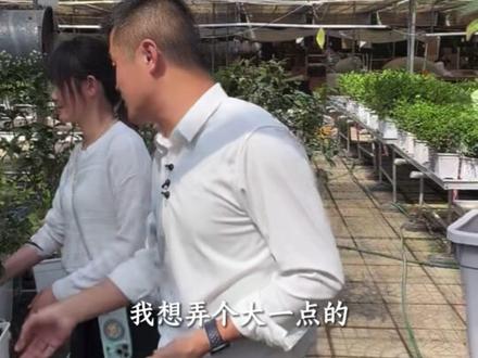 买鲜花几天就谢?不如养盆桂花,能活上千年!#桂花 #折桂 #桂冠 #老花医