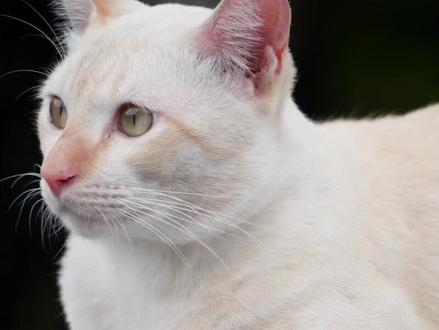 《猫》,作者:郑振铎。