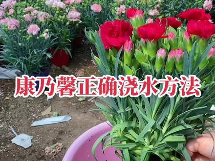 康乃馨正确浇水方法#康乃馨 #花卉绿植 #好物推荐🔥 #母亲节礼物 #五一