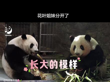 5月18日基地官宣花叶姐妹分开了(视频来源于网络) 花叶姐妹一院之隔,比邻相伴,不必朝夕共处,依旧彼此守护,自在成长,安稳无忧。感谢谭爷爷,廖奶爸,赵奶爸的饲养团队对姐妹两的悉心照顾#成都大熊猫繁育研究基地 #大熊猫和花和叶分开 大熊猫和花和叶