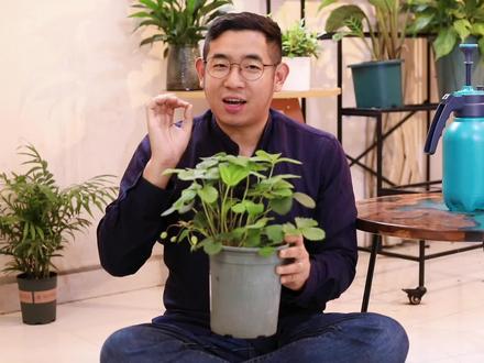 草莓苗怎么养?园艺师教你,草莓盆栽的详细养护技巧