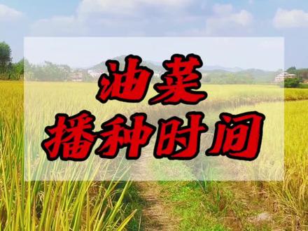 油菜什么时候播种适合?#油菜种植 #水稻种植 #农技推广