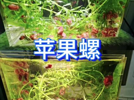 苹果螺堪称孔雀鱼苗的绝佳搭档!养不好孔雀鱼苗的可以试试#苹果螺爆缸 #养鱼 #新手养鱼 #苹果螺 #养鱼经验分享