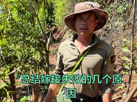 如何提高嫁接成活率 第一步削平枝条,对准形成层是关键,枝条时间不宜保存过长绕膜不能漏气,按以上我说的会大大提高成活率#支持三农扶持三农发展 #心系三农服务三农 #嫁接技术 #乡村振兴 #乡村守护人