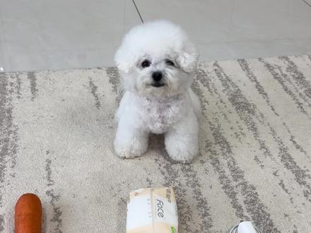 《对了 真棒》#万物可爱计划 #不养狗不知道养狗的乐趣 #它真的好像个小宝宝 #萝卜纸巾 #精致小狗的一天