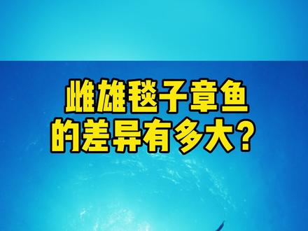 毯子章鱼,雌雄体体重差异最大的动物@抖音小助手 #涨知识