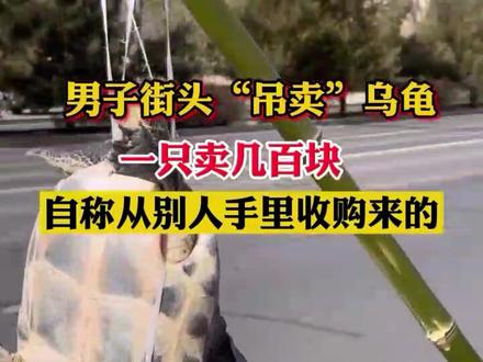 男子街头“吊卖”乌龟,一只卖几百块,自称从别人手里收购来的 #街头一幕 #社会百态 #巴彦淖尔