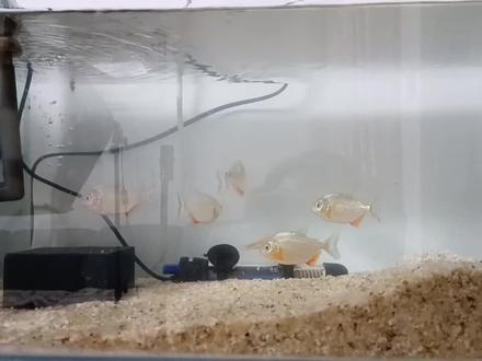 食人鱼好养吗?记住这几点,想养死都难