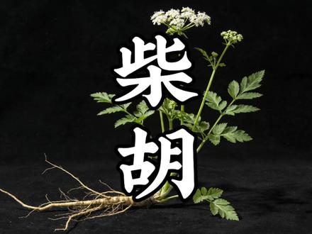 为什么柴胡能被李时珍载入本草纲目?听完你就知道了。
听故事学中药,今天讲的是“柴胡”
⚠️内容仅供科普|不构成诊疗建议
#柴胡 #民间故事 #古代人的智慧 #中药科普 #听故事学中药