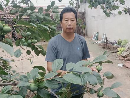 最近农村“柿子叶”火了,能治大多数疾病,我也是才知道