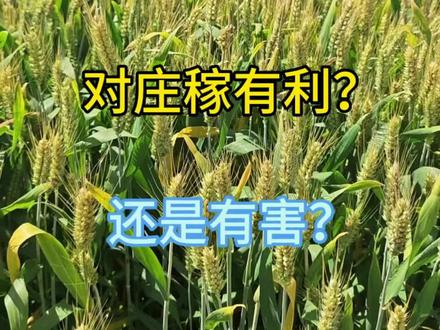 端午节下雨,看看咱们的谚语老话