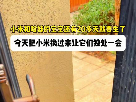 哈妹快生了,今天带小米和她见见面!#土松 #中华田园犬 #宝贝年味企划 #万物可爱计划