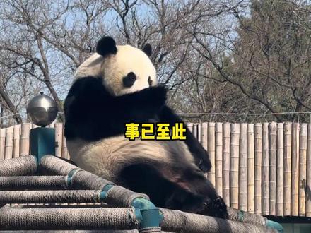 天津动物园要不你赔我点钱吧 #天津动物园 #相声 #打工人 #编制 #破防