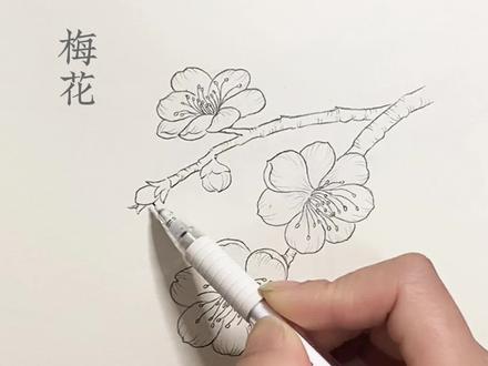 线描花卉,梅花~脱稿线描~#线描 #线描画#速写 #手绘