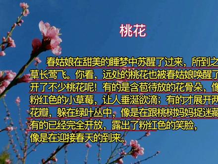 三年级语文下册 第一单元小练笔 桃花 迎春花#小学作文 #小学同步小练笔 #家长收藏孩子受益