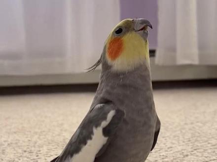 分享14种动物淋湿后的样子,谁还认得出来?#动物 #动物淋雨 #动物的迷惑行为