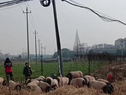 网红请粉丝们来罗埠这里吃全牛宴,和两头乌猪,粉丝们到这里上万人了,结果网红看见人多跑掉了,就改善了,粉丝朋友们在这里等着饿着,看着