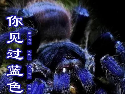 #神奇动物在抖音 竟然有如此炫丽的蓝蜘蛛。巴西大蓝捕鸟蛛介绍第一集。#动物的迷惑行为 #萌宠 #爬宠 #抖音动物图鉴