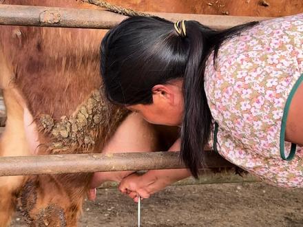 前几天生小牛犊那个母牛奶太好了,小牛吃不完,今天给它挤一下#牛价行情 #技术分享 #养牛的日常 #小牛犊 #母牛