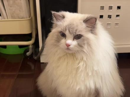 我儿智商最高!我儿会认方形! #萝卜纸巾猫咪模仿挑战 @超级无敌大开门