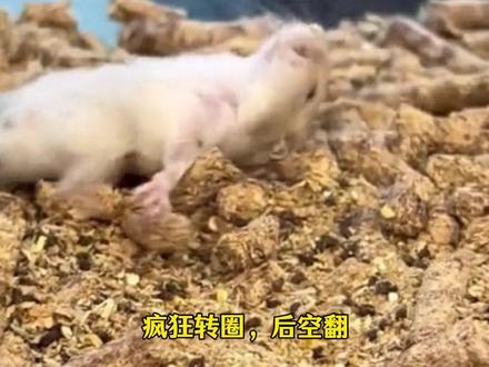 仓鼠不停转圈或后空翻有可能是失序症#科普#万万没想到
