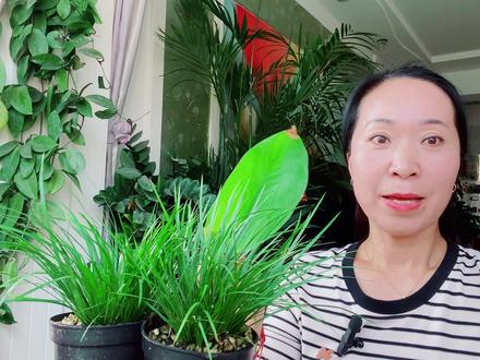 植物叶尖发黄干枯怎么回事? #养花小知识