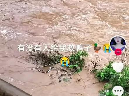 半夜三更,人都要笑死,四川人对鸭儿的理解是比较彻底的