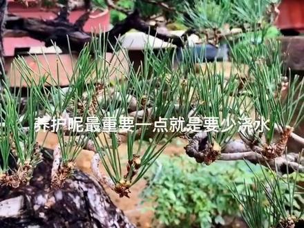 松树短针一般在每年的6月初到7月之间。切芽的时间是根据每个地方的气候不同,切芽的时间也不同。短针之后切忌控水