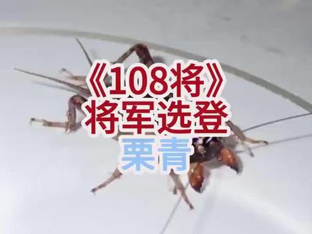 《108将》将军选登-栗青 #蛐蛐 #蟋蟀 #蛐蛐蟋蟀鸣虫 #斗蛐蛐