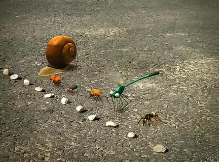 虫虫马拉松比赛,看谁能拿第一#昆虫总动员#虫虫大作战#搞笑