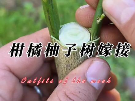 柑橘类、柚子树、柠檬等适合新手嫁接的操作方法,成活率99% #果树嫁接 #嫁接技术 #嫁接教程 #内容启发搜索 #嫁接