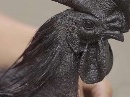 世界上最贵的鸡,价格最高达七万,背后竟然还有神秘传说! #新奇 #科普