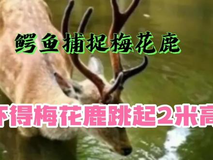 梅花鹿正在喝水,鳄鱼突然上岸偷袭,吓得梅花鹿跳了2米高! #野生动物 #野生动物零距离 #动物成精 #鹿 #动物 #保护动物 #大自然