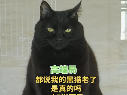 黑猫没脖子???#黑猫#猫咪的迷惑行为