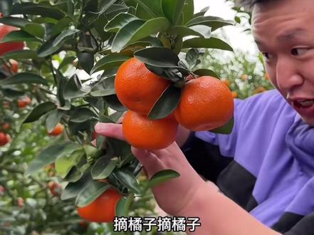 @名模坤 上哪里找演技这么好的大妹子啊,真情实感每一帧都是影后即视感#名模坤 #名模坤卖橘子 #李东旭李多海 #我的女孩摘橘子片段 #模仿秀