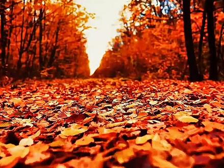 十一的意思大概就是最后都是遗憾吧#情感 #情感语录