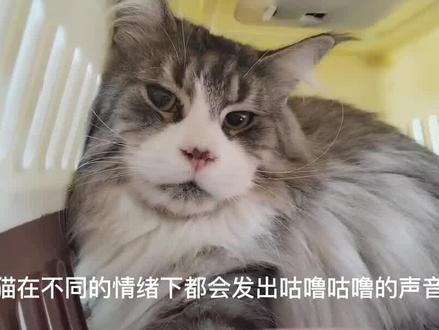 猫咪为什么会发出咕噜咕噜的声音?#猫咪为什么会打呼噜 #宠物知识分享 #宠物冷知识