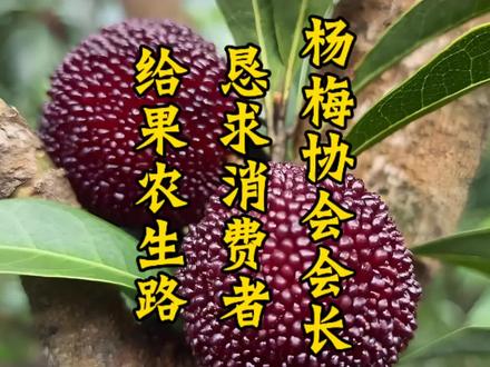 杨梅协会会长恳求消费者给果农生路 #杨梅协会 #消费者 #果农 #民生关注 #老百姓关心的话题