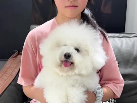 总算是配合了~#比熊 #万物可爱计划 #小狗跳舞