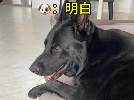 一般人不建议养东德,容易把人养废了!#克瑞娜的生活日记 #萌宠成精了