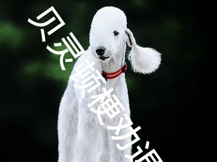 贝灵顿梗劝退。#贝灵顿梗