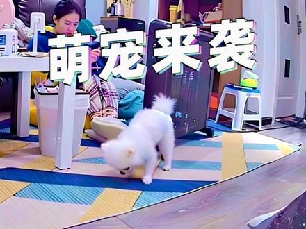 #萌宠 #萌宠解说 #萌宠来袭 #萌宠出道计划
