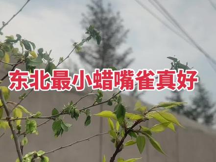 #黑尾蜡嘴雀 #蜡嘴 #蜡嘴雀 #蜡嘴鸟叫声