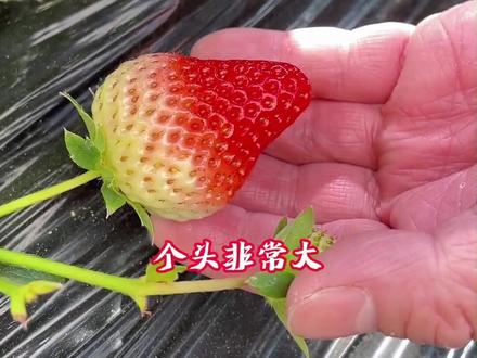 草莓是什么 26052856fafb64304bb4ece49c89ae36~tplv-dy-resize-origshort-autoq-75:330.jpeg?x-expires=2022260400&x-signature=jRMht5eUrnnqpaSsnnJOImf%2BIkE%3D&from=3213915784&s=PackSourceEnum_AWEME_DETAIL&se=false&sc=cover&biz_tag=pcweb_cover&l=20240203033904128B6133148A9F548AD6