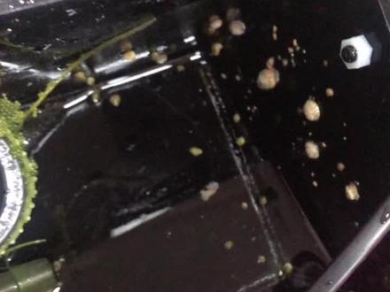 #海缸 藻盒堵了 好多滤食性生物 竟然还有海葵